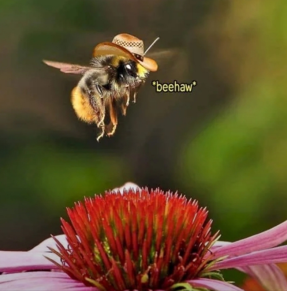 Buzz buzz